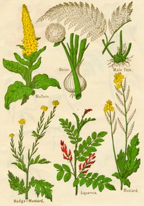 Flores: Verbasco, cebola, samambaia masculina, Nodge-Mostarda, alcaçuz, mostarda, c1940 de Unbekannt
