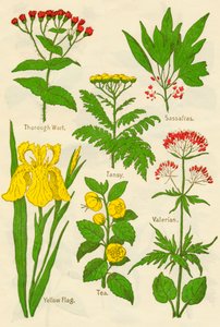 Flores: Hortelã, Tansy, Sassafrás, Valeriana, Bandeira Amarela, Chá, Valeriana, c1940