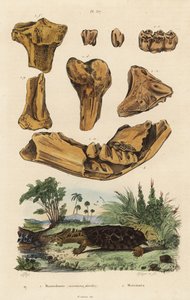 Ossos fósseis de um extinto mastodonte americano, Mammut americanum 1, e Mata mata, Chelus fimbriata 2 de Unbekannt