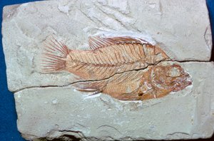 Fóssil de um peixe de Unbekannt