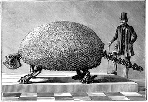 Fóssil de um tatu gigante da América do Sul, c1890 de Unbekannt