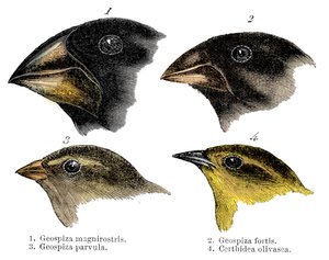 Quatro ou as espécies de tentilhões observadas por Darwin nas Ilhas Galápagos de Unbekannt