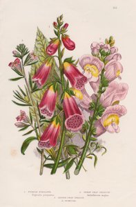 Foxglove Digitalis purpurea center, c1885. de Unbekannt