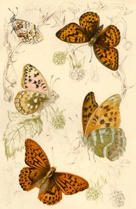 Borboletas fritilares, século XIX. de Unbekannt