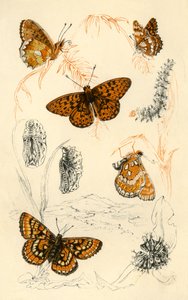 Borboletas fritilares, século XIX. de Unbekannt