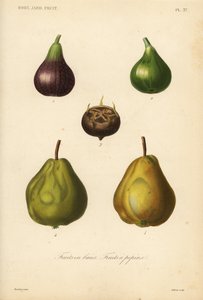 Frutas, frutas com casca e bagas de Unbekannt