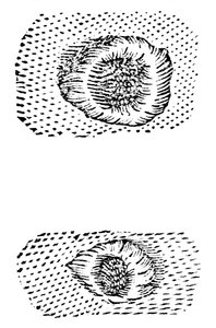 Galileu, desenho, de, crateras lunares, 1611, c1655 de Unbekannt