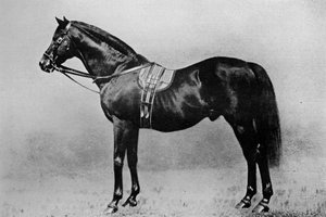 Galopin, 1872-1899, 1911 de Unbekannt