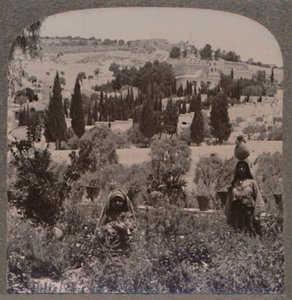 Jardim do Getsêmani e Monte das Oliveiras dos Jardins Gregos, c1900 de Unbekannt