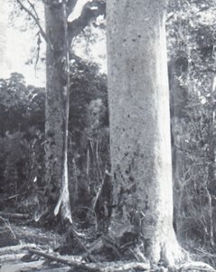 Árvore Kauri gigante, final do século XIX e início do século XX. de Unbekannt