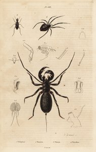 Escorpião chicote gigante, Mastigoproctus giganteus, besouro, espécies Theratus, e aranha de teia de aranha, espécies Theridion de Unbekannt