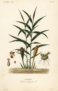 Gengibre ou raiz de gengibre, Zingiber officinale, Amomum zingiber, Gingembre de Unbekannt