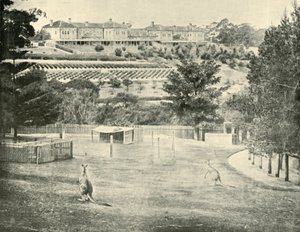 Asilo de Gladesville para os Insanos, Nova Gales do Sul, 1901. de Unbekannt