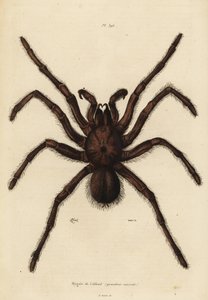 Aranha de Golias, Theraphosa blondi de Unbekannt