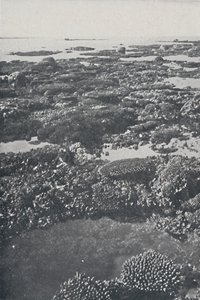 Grande Barreira de Corais, 1924 de Unbekannt