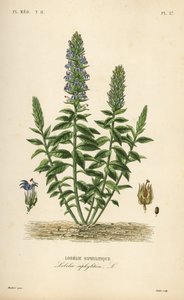 Grande lobelia azul, Lobelia siphilitica, Lobelia siphylitica, Lobelie siphylitique de Unbekannt