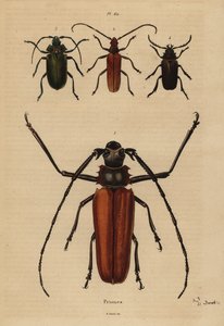 Grande besouro de chifre longo, Enoplocerus armillatus 1, Aegosoma scabricorne 2, Pyrodes nitidus 3 e Prionus desmaretii 4 de Unbekannt