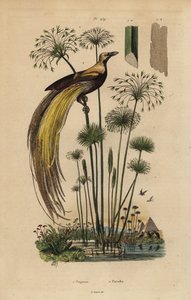 Ave de Paraíso, Paradisaea apoda e papiro, Cyperus papyrus de Unbekannt