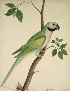 Papagaio verde, c. 1820 de Unbekannt
