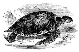 Tartaruga verde Chelone mydas, c1890 de Unbekannt