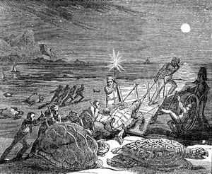 Tartarugas verdes e tartarugas cabeçudas capturadas na costa de Cuba, 1832 de Unbekannt