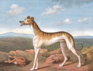 Greyhound: De frente para a esquerda, com uma lebre morta a seus pés, ca. 1805. de Unbekannt
