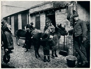 Grooming costers burros, Londres, c1903 1903 de Unbekannt
