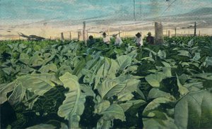Tabaco crescente, Cuba, 1909 de Unbekannt
