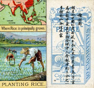 Growing and Planting Rice, da série de cartões de cigarros 