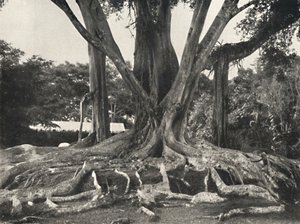 Seringueira como quadro-negro 14, vista parcial das raízes do tabuleiro, 1926 de Unbekannt