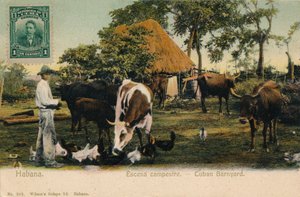 Havana Cena do país - Barnyard cubano, c1910 de Unbekannt