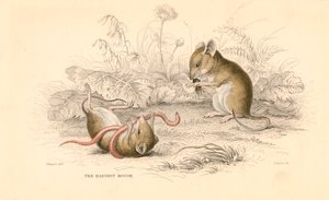 Colheita de ratos Micromys minutus do Velho Mundo, 1828 de Unbekannt