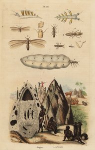 Térmitas e montículos, espécies de Microhodotermes e lesmas do mar, Tergipes tergipes de Unbekannt