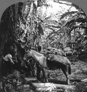 Colheita de bananas, Costa Rica, 1909 de Unbekannt