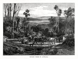 Transporte de madeira, Austrália, 1877 de Unbekannt