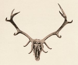Cabeça de um cervo, século c16th, 1904 de Unbekannt