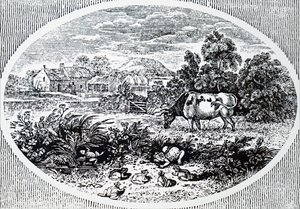 A cabeça de Thomas Bewick de Unbekannt