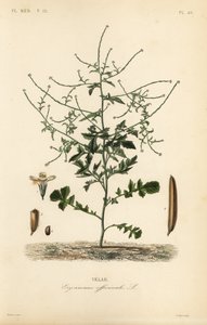 Mostarda de sebe, Sisymbrium officinale, Erysimum officinale, Velar de Unbekannt