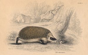Ouriço-europeu Erinaceus, 1828 de Unbekannt