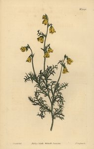 Hermannia confusa (Hermannia de folhas finas, Hermannia tenuifolia) de Unbekannt