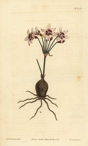 Hessea cinnamomea (Strumaria brilhante florida, Strumaria crispa) de Unbekannt