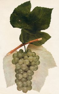 Hidalgo, 1908. de Unbekannt