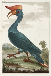 Hornbill de Unbekannt