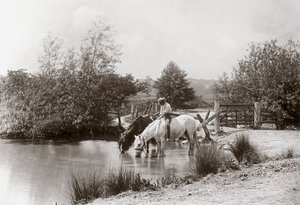 "Horses drinking at pond", vers les annees 1890 de Unbekannt