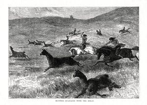 Caçando Guanacos com os Bolas, América do Sul, 1877 de Unbekannt