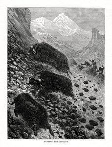 Caçando o boi-almiscarado, 1877 de Unbekannt
