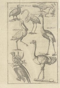 Illustrasjon hentet fra boken Beschreibung des Vorgebürges des Guten Hoffnung und derer darauf wohnenden Hottentotten av Kolb, Peter og utgitt av bey Peter Conrad Monath (pt, 1745) de Unbekannt