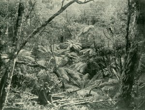 Nas escalas de Dandenong, 1901. de Unbekannt