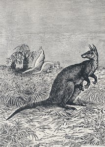 Canguru, 1924 de Unbekannt