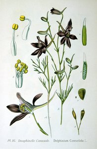 Larkspur, 1893 de Unbekannt